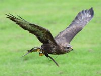 Maeusebussard 079